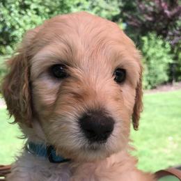 Simba - Cream male Goldendoodle puppy in Belfair, Washington from Merry R Goldendoodles