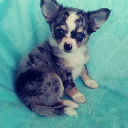 Chihuahua Puppies from Kim's Chi babies from Place of Grace