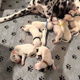 7th pick male - White and black male Dalmatian puppy in Arlington, Texas from Glasscock Dalmatians