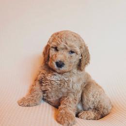 Honey - Red  female Goldendoodle puppy in Georgia from Mother of Golden Doodles