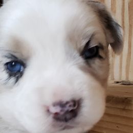 Girl 3 - Blue merle Australian Shepherd puppy in Plymouth, Maine from Aussiewaymini