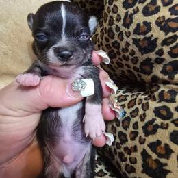 Louis - Black and white male Chihuahua puppy in Amity, Pennsylvania from Baxters Chihuahuas