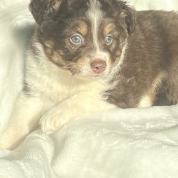 Miniature Australian Shepherd Puppies from Amberwood DD Aussies