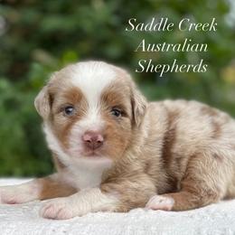 Boy 2 - Red merle male Australian Shepherd puppy in Mount Sterling, Kentucky from Saddle Creek Australian Shepherds