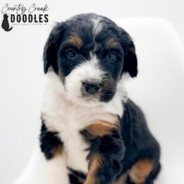 AARON - Tri-color male Bernedoodle puppy in Tipton, Indiana from Country Creek Doodles