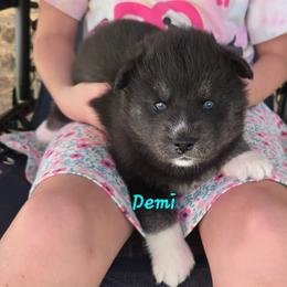 Demi - Agouti and white female Siberian Husky puppy in Meridian, Mississippi from JJ's Huskies
