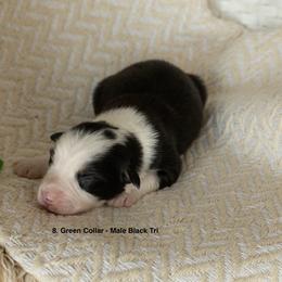 Puppy 8 Green - Black tri-color male Australian Shepherd puppy in Avoca, Iowa from Danker Farms