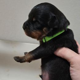 Boy 3 - Black and mahogany male Rottweiler puppy in San Antonio, Texas from HAUS OF RZA
