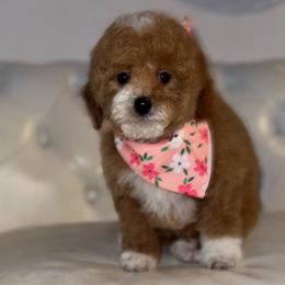 Piggie - Brown and white female Bernedoodle puppy in Gainesville, Florida from Alyssa Xxweetdoodles