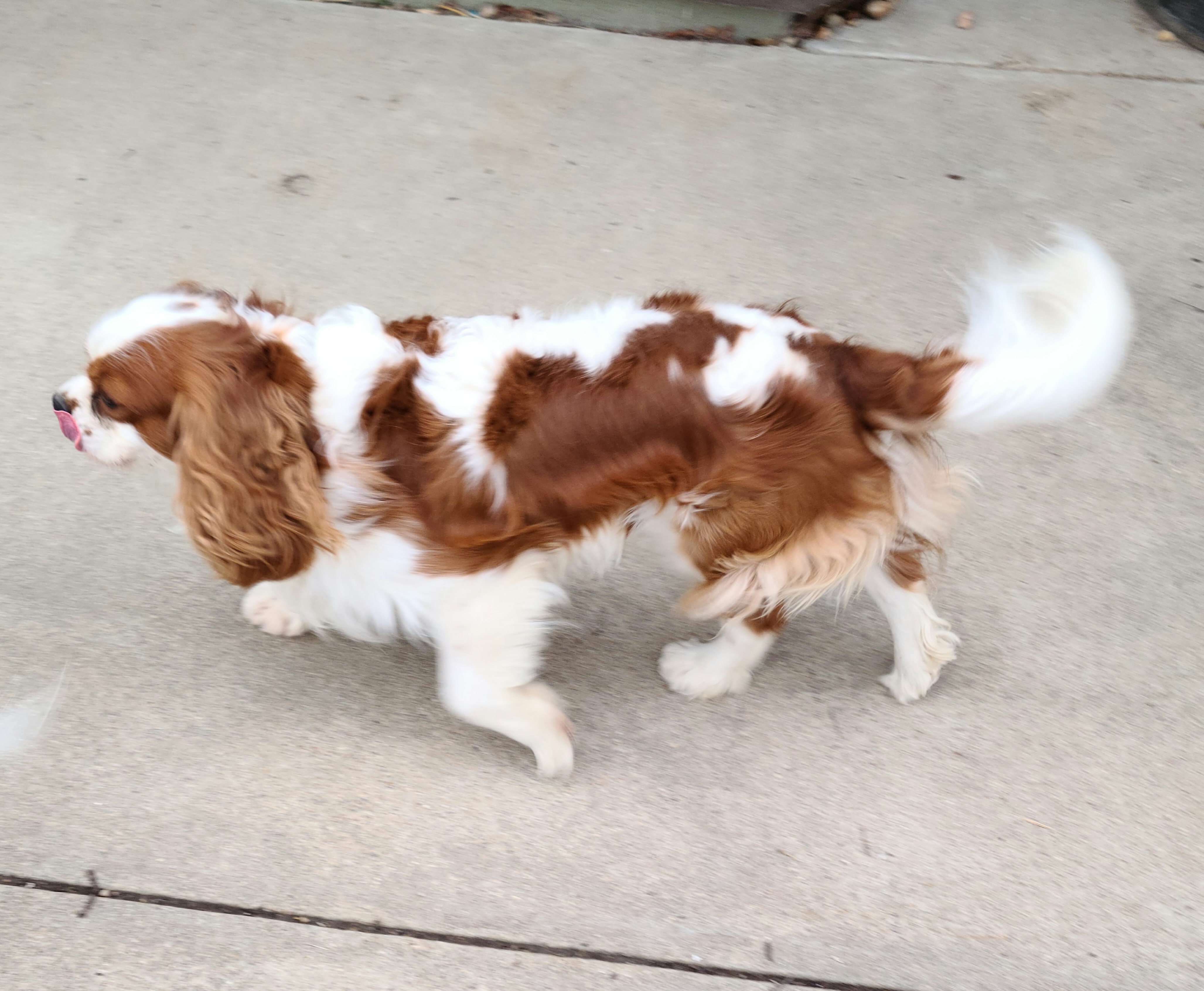 Cavalier King Charles Spaniel All Grown Up from Pepperhill Puppies