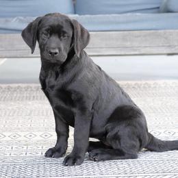 Girl 2 - Black female Labrador Retriever puppy in Mississippi from Sure Shot English Labs