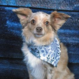 Scarlett - Toy Australian Shepherd