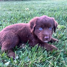 Loki - Red tri male Miniature Australian Shepherd puppy in Marion, Michigan from Highland Hills Mini Aussies