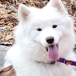 Samoyeds from Sparkly Paw
