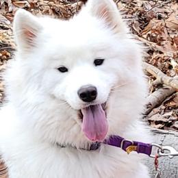 Samoyeds from Sparkly Paw