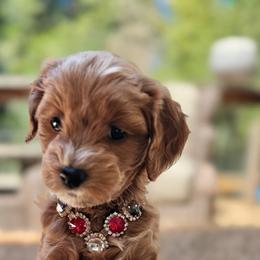 Gucci - Red  female Goldendoodle puppy in Pine Grove, California from Lundee Doodles