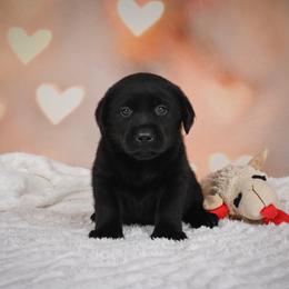 Scout - Black female Labrador Retriever puppy in Archer Lodge, North Carolina from Archer Lodge Labradors