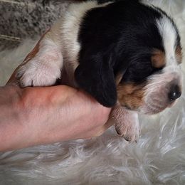 Enzo - Black brown and white male Basset Hound puppy in Mack's Creek, Missouri from Mack's Creek Basset Hounds