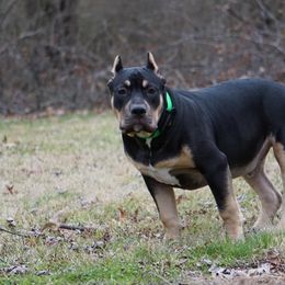 American Bully All Grown Up from Herrera’s K9’s