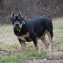 American Bully All Grown Up from Herrera’s K9’s