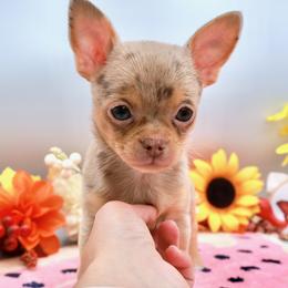 Carmen - Chihuahua