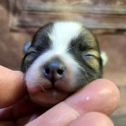 GIRL 1 - Cream sable parti female Pomeranian puppy in Davenport, Washington from Lovely Ladies and Little Asses Miniature Equines (L3A Pomeranians & Papillons)