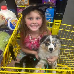 Nimbus - Blue merle male Miniature Australian Shepherd puppy in Interlachen, Florida from Lucky Bones Miniature Australian Shepherds