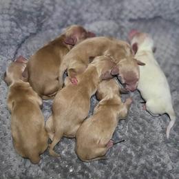 Hazel - Cream female Dachshund puppy in Pinson, Alabama from Sweet Honey Bunn Hounds
