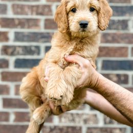 Goldendoodle Puppies from Gentry Doodles