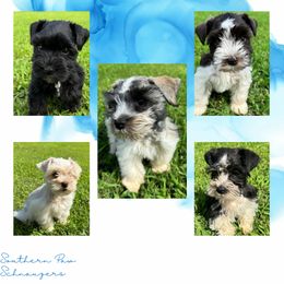 Miniature Schnauzer Puppies from Southern Paw Schnauzers
