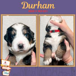 Durham (Red) - Black rust and white male Bernese Mountain Dog puppy in Boiling Springs, South Carolina from OlliePups, LLC