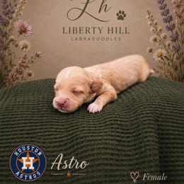 Astro - Caramel cream female Australian Labradoodle puppy in Denton, Texas from Liberty Hill Labradoodles