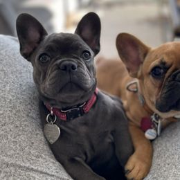 French Bulldog Puppies from Frenchies On The Hill LLC