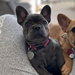 French Bulldog Puppies from Frenchies On The Hill LLC