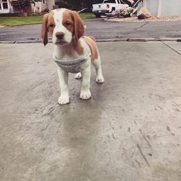 Brittany Puppies from Rabeau’s Genuine Brittany‘s