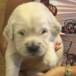 TBD - Light golden male Golden Retriever puppy in Osceola, Iowa from Healing Hearts Therapy Goldens