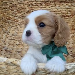 Poppy - Blenheim female Cavalier King Charles Spaniel puppy in New River, Arizona from Catella Cavaliers and Cavapoos
