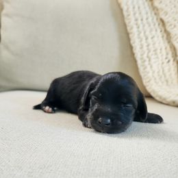 Blanche - Black and cream female Dachshund puppy in Dighton, Massachusetts from Powerdox Dachshunds