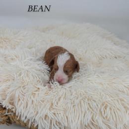 Bean - Red  male Goldendoodle puppy in New Harmony, Indiana from Cottonwood Farms