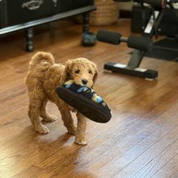Goldendoodle Puppies from Mountain Grove Doodles