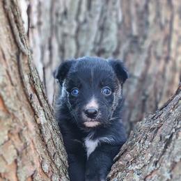 Jingle - Black & white female Australian Shepherd puppy in Spartanburg, South Carolina from Squirrelytail Farms