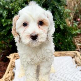 Blue - Chalk female Australian Labradoodle puppy in Auburn, Washington from West Valley Labradoodles