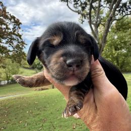 Stetson - Black and tan male Dachshund puppy in Bentonville, Arkansas from Boujee Buns Dachshunds