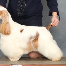 Cocker Spaniels from Nautilus Cockers