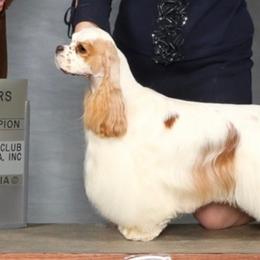 Cocker Spaniels from Nautilus Cockers