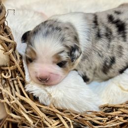 Pepper - Blue merle male Australian Shepherd puppy in Beaverdam, Virginia from Cimmarun Farm Aussies