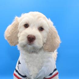 Diamond - Cream female Australian Cobberdog puppy in Bellingham, Minnesota from Whispering Prairie Australian Cobberdog