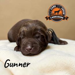 Gunner - Chocolate male Labrador Retriever puppy in Dickson, Tennessee from Cane Creek Labradors