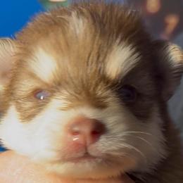Candy - Red and white female Pomsky puppy in Spring Hill, Florida from PDQ Pomskies