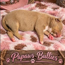 Ivy - Lilac tri-color female American Bully puppy in El Paso, Texas from PaPaws Gotta Love It Kennels